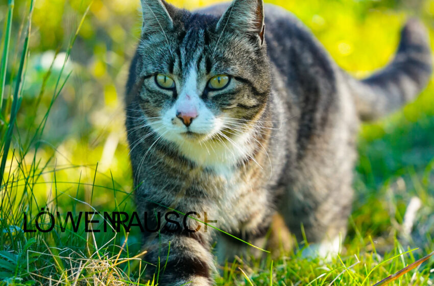 KittyFlap aus CH-Buchs bei Zürich